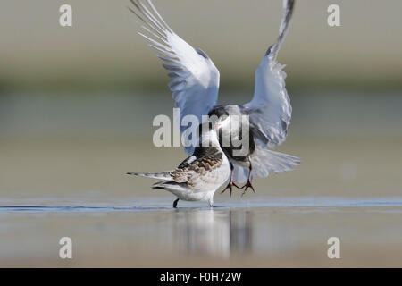 Flying Fraticello alimenta un pulcino al lago Foto Stock