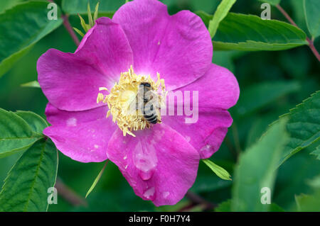 Strauchrose; Biene;; Apis mellifera; Foto Stock