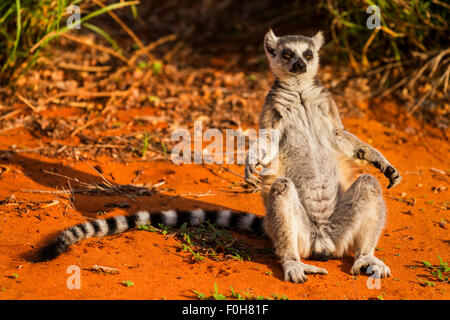 Un anello di sole-tailed lemur nella Riserva Berenty, Madagascar. Foto Stock