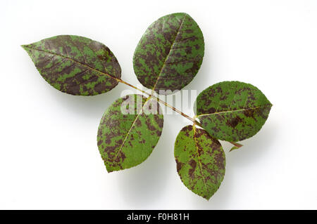 Falscher, Mehltau, Peronospora, sparsa; Foto Stock