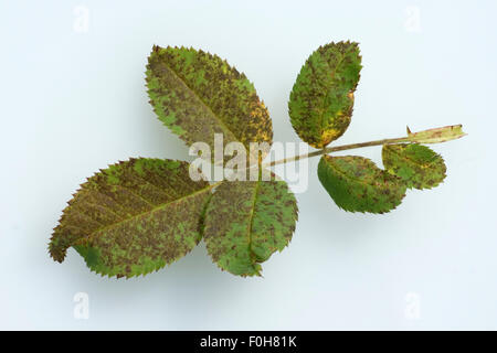 Rosenrost, Phragmidium Mucronatum, Rosenkrankheiten; Foto Stock