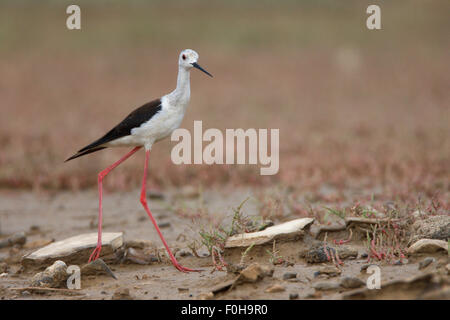 Nero stilt alato (Himantopus himantopus) da una piccola piscina in un asciugata stream, Bagerova steppa, penisola di Kerch, Crimea, Ucraina, Luglio 2009 Foto Stock