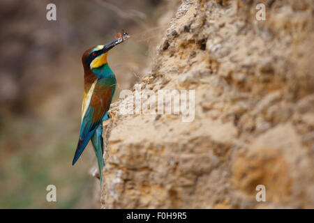 Unione bee eater (Merops apiaster) con la preda sulla roccia nella colonia di allevamento, Bagerova steppa, penisola di Kerch, Crimea, Ucraina, Luglio 2009 Foto Stock