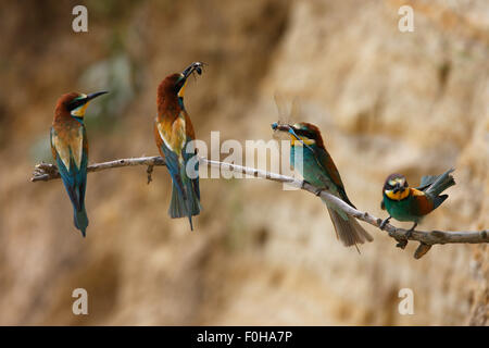 Quattro europee gruccioni (Merops apiaster) appollaiato sul ramo con la preda in becchi, colonia di allevamento, Bagerova steppa, penisola di Kerch, Crimea, Ucraina, Luglio 2009 Foto Stock