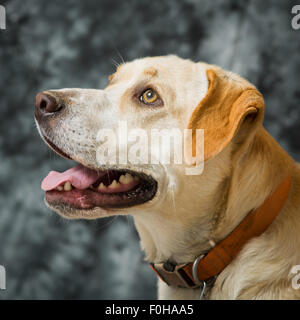 Yellow Dog ritratto cercando Foto Stock