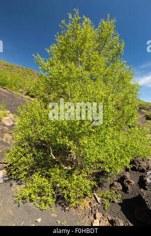 Betula Aetnensis. Betulla dell'Etna. Betulla. Foto Stock