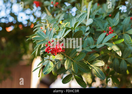 Frutti (berry) di Schinus terebinthifolius, Brasiliano pepe, aroeira, pepe rosa, Christmasberry tree. Messa a fuoco selettiva. Natura Foto Stock