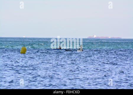 Gibilterra. Il 16 agosto, 2015. Sabato 15 Agosto 2015 due rematori di Gibilterra insieme fuori da Tangeri per la pala a Gibilterra in aiuto di carità. Norman e Michael, ex un vogatore disabili, arrivati in Catalan Bay nel lato est di Gibilterra dopo aver attraversato il commerciale occupato itinerario di spedizione dello Stretto di Gibilterra, quindi attraversando la baia di Gibilterra prima di imbottitura lungo la costa per uno di Gibilterra le principali spiagge. Credito: Stephen Ignacio/Alamy Live News Foto Stock