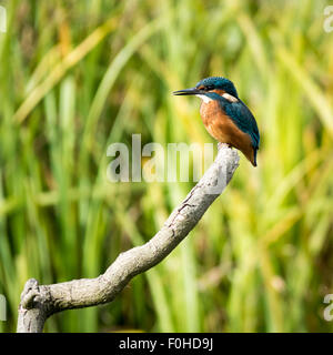 Kingfisher (Alcedo atthis) appollaiato su un ramo Foto Stock