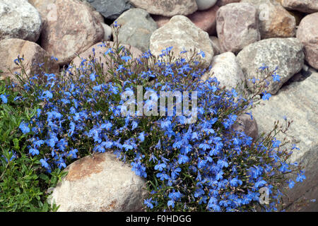 Lobelie, Lobelia, erinus, Blaue, Lobelien, Foto Stock