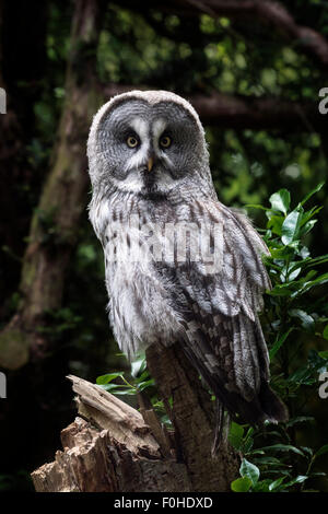 Grande grigio allocco (Strix nebulosa). Captive Bird. Foto Stock