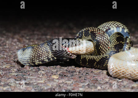 Deserto Kingsnake, (Lampropeltis getula splendida), mangiare una strada ucciso Deserto Dipinto lucida, Snake (Arizona elegans philipi). Foto Stock