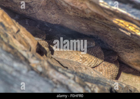 Western Diamond-backed Rattlesnakes, (Crotalus atrox), posa a den nel Nuovo Messico, Stati Uniti d'America. Foto Stock