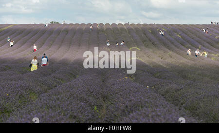 Ickleford, UK. 16 agosto 2015. Centinaia di visitatori arrivano al Cadwell agriturismo vicino a Ickleford nello Hertfordshire che è famoso per le sue spettacolari campi di lavanda durante l'estate. La fattoria cresce la lavanda commercialmente, ma i visitatori possono anche scegliere i loro propri. Credito: Stephen Chung / Alamy Live News Foto Stock