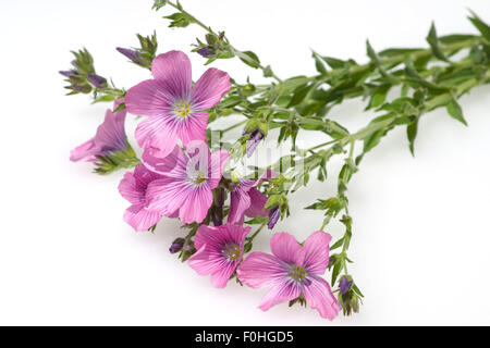 Klebriger, Lein, Linum, viscosum, Alpenblume, Foto Stock