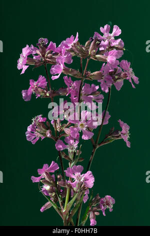 Pechnelke, Gewoehnliche, Pechnelken, Silene viscaria, Foto Stock