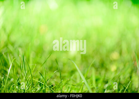 Erba sfocata - abstract background, uso universale Foto Stock