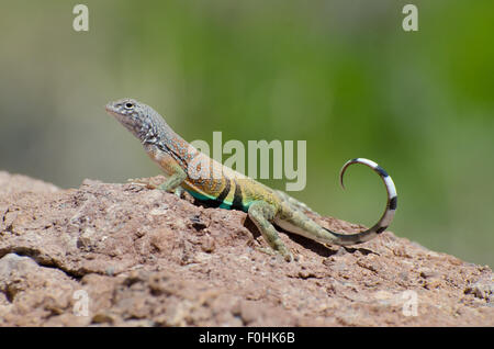 Maggiore del Chihuahuan Earless Lizard, (Cophosaurus texanus scitulus), coda scodinzolante display. Nuovo Messico, Stati Uniti d'America. Foto Stock