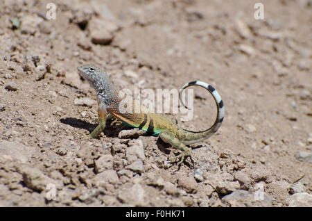 Maggiore del Chihuahuan Earless Lizard, (Cophosaurus texanus scitulus), coda scodinzolante display. Nuovo Messico, Stati Uniti d'America. Foto Stock