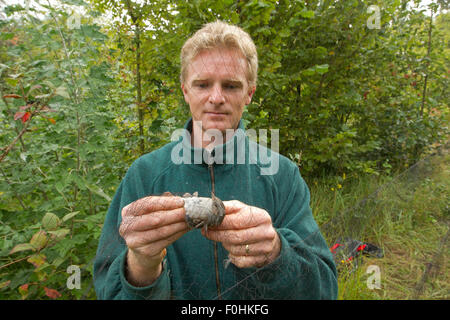 L'uomo uccello di rimozione dalla nebbia net per lo squillo, in allotment, Grande-Synthe, Dunkerque, Francia, settembre 2010, modello rilasciato Foto Stock