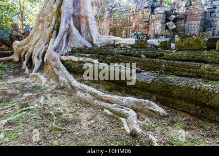 Ta tendere tempio di Angkor Thom complesso vicino a Siem Reap, Cambogia. Un albero e le sue radici la molla dalla piattaforma. Foto Stock