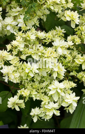 Doppia bianca sterile di fiori della tarda estate fioritura Hydrangea arborescens 'Hayes Starburst' Foto Stock