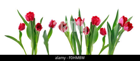 Rosso orizzontale tulip banner isolato su bianco Foto Stock