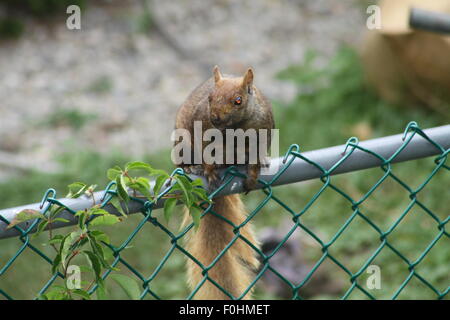 Grigio orientale scoiattolo (Sciurus carolinensis) seduti sulla parte superiore della recinzione. Essi possono essere di molti colori. Essi sono gli abitanti ad albero. Foto Stock