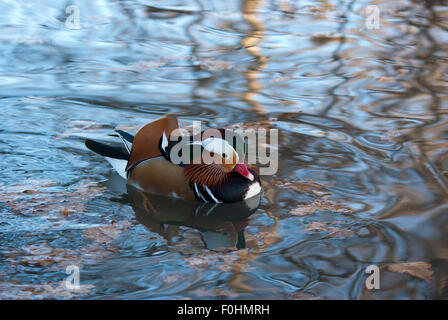 Anatra, oca, la spatola, cormorano, Toucan, Pelican closup, in un lago, la fauna selvatica fotografia, mammiferi, oasi di anatra Foto Stock