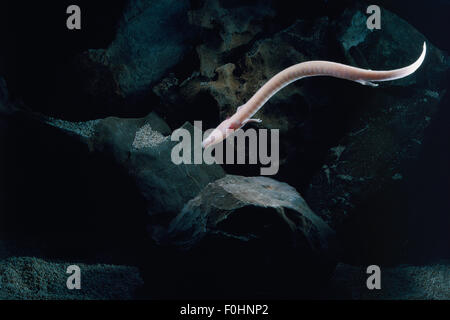 Olm (Proteus anguinus) nuotare nella grotta, Divje jezero, IDRIJA, Slovenia, specie vulnerabili Foto Stock