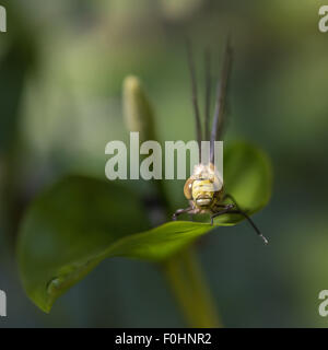 Common Darter Dragonfly sulla foglia - colpo alla testa Foto Stock
