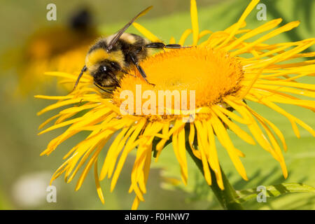 Bumblebee sui semi di girasole. Foto Stock