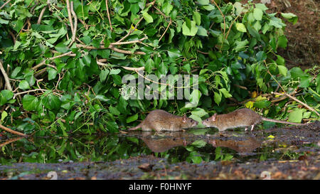 Ratti riflessa nella pozza d'acqua Foto Stock