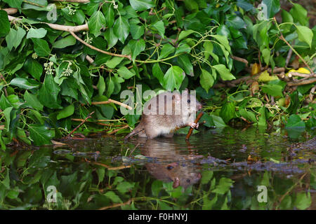 Mouse Nel verde fogliame riflesso in uno stagno Foto Stock