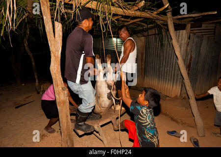 Provincia di Coclé, Repubblica di Panama, 16th agosto. 2015. Macellazione di suini nelle campagne di Panama. Il maiale della famiglia Martinez, Pancho, viene sollevato e portato in posizione sospesa, rendendo più facile la sua parte del corpo. Dall'interno della provincia di Coclé, Repubblica di Panama, America Centrale. Credit: Oyvind Martinsen/Alamy Live News Foto Stock