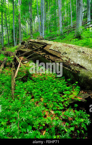 Caduto faggio (Fagus sylvatica) decomposizione in Beech-Fir incontaminata foresta, Runcu Valley, Dambovita County, Leota Mountain Range, Romania, Luglio Foto Stock