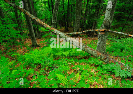 Alberi di faggio (Fagus sylvatica) nella incontaminata foresta Beech-Fir radura con Ladyfern (Athyrium filix-femina) Runcu Valley, Dambovita County, Leota Mountain Range, Romania, Luglio Foto Stock