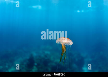 Mare meduse di ortica, Chrysaora quinquecirrha, galleggia in acqua blu sopra reef tropicali Foto Stock