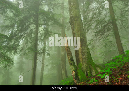 Faggio europeo tronco di albero (Fagus sylvatica) in misty Beech-Fir incontaminata foresta, Stramba Valley, Monti Fagaras, Carpazi Meridionali, Romania, Luglio. Sito Natura 2000 Foto Stock
