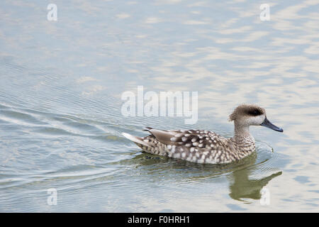 Anatra, oca, la spatola, cormorano, Toucan, Pelican closup, in un lago, la fauna selvatica fotografia, mammiferi, oasi di anatra Foto Stock