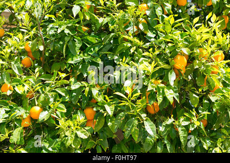 Arance che crescono in Ronda in Andalusia, Spagna Foto Stock