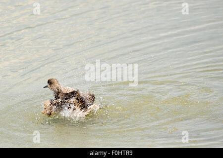 Anatra, oca, la spatola, cormorano, Toucan, Pelican closup, in un lago, la fauna selvatica fotografia, mammiferi, oasi di anatra Foto Stock