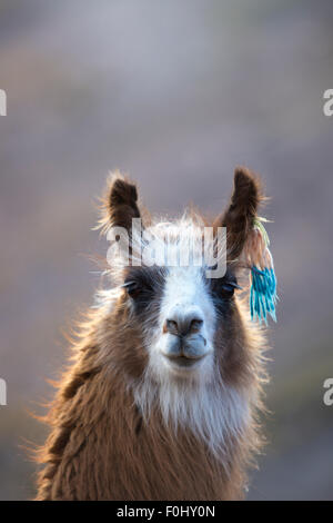 Llama in Purmamarca, vicino a Cerro de los Siete Colores (la collina dei Sette Colori), nella pittoresca valle della Quebrada de Humahuac Foto Stock