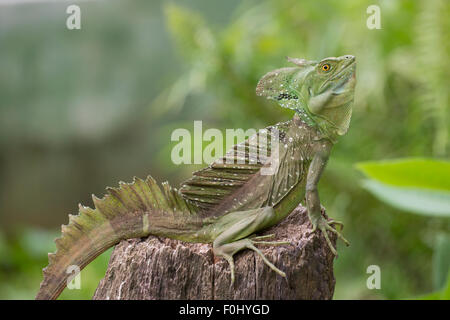 Iguana verde seduto in Costa Rica con verde e sfondo sfocato Foto Stock