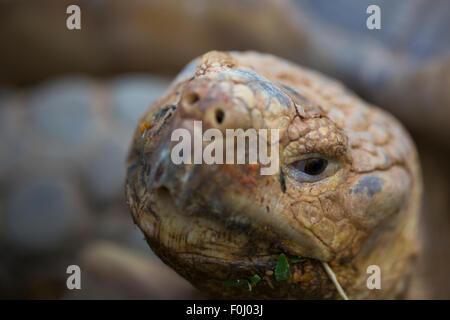 Carino tartaruga, close-up in Costa Rica. Foto Stock