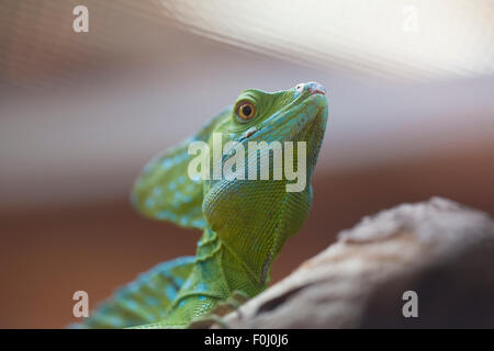 Iguana verde seduto su un ramo di un albero in Costa Rica con uno sfondo sfocato Foto Stock
