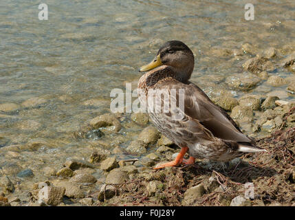 Anatra, oca, la spatola, cormorano, Toucan, Pelican closup, in un lago, la fauna selvatica fotografia, mammiferi, oasi di anatra Foto Stock