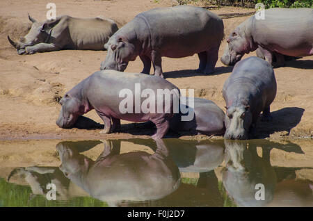 Un rinoceronte bianco e un gruppo di ippopotami si raccolgono intorno ad un foro di irrigazione per bere e rilassarsi a Mkaya Game Reserve in Swaziland. Foto Stock
