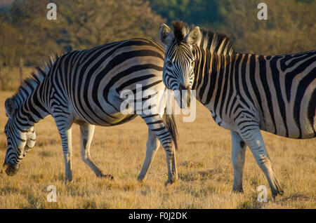 Una mandria di zebre pascolano a Mlilwane Wildlife Sanctuary in Swaziland come il sole comincia a salire. Foto Stock