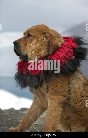 Primo piano di Mastino tibetano al lago Yamdrok in Tibet, in Cina Foto Stock